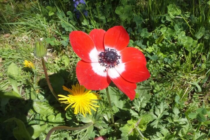 Anemone coronaria