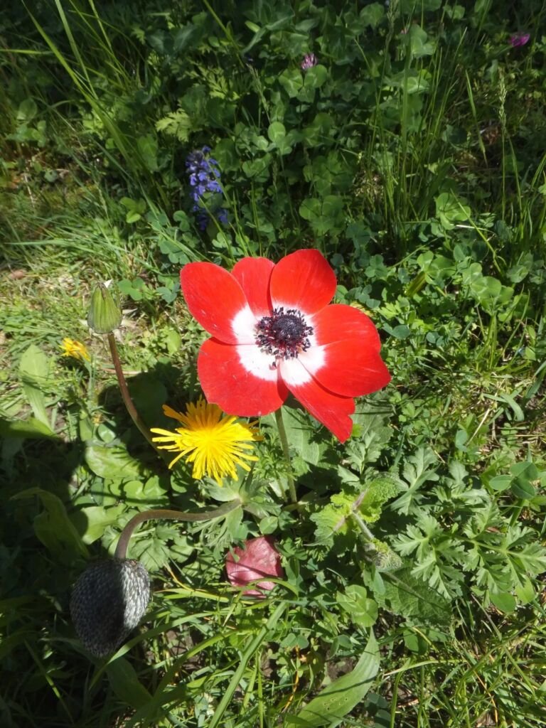 Anemone coronaria