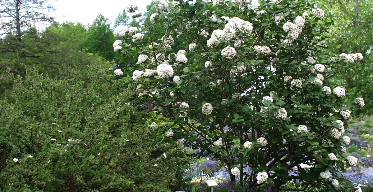 arrowwood (Viburnum carlesii) – plant photo