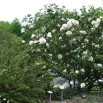arrowwood (Viburnum carlesii) – in a garden setting, plant photo