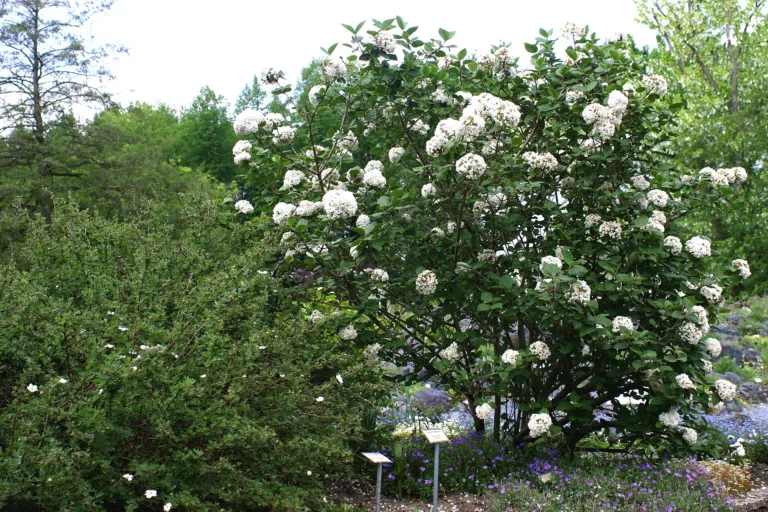 Viburnum carlesii