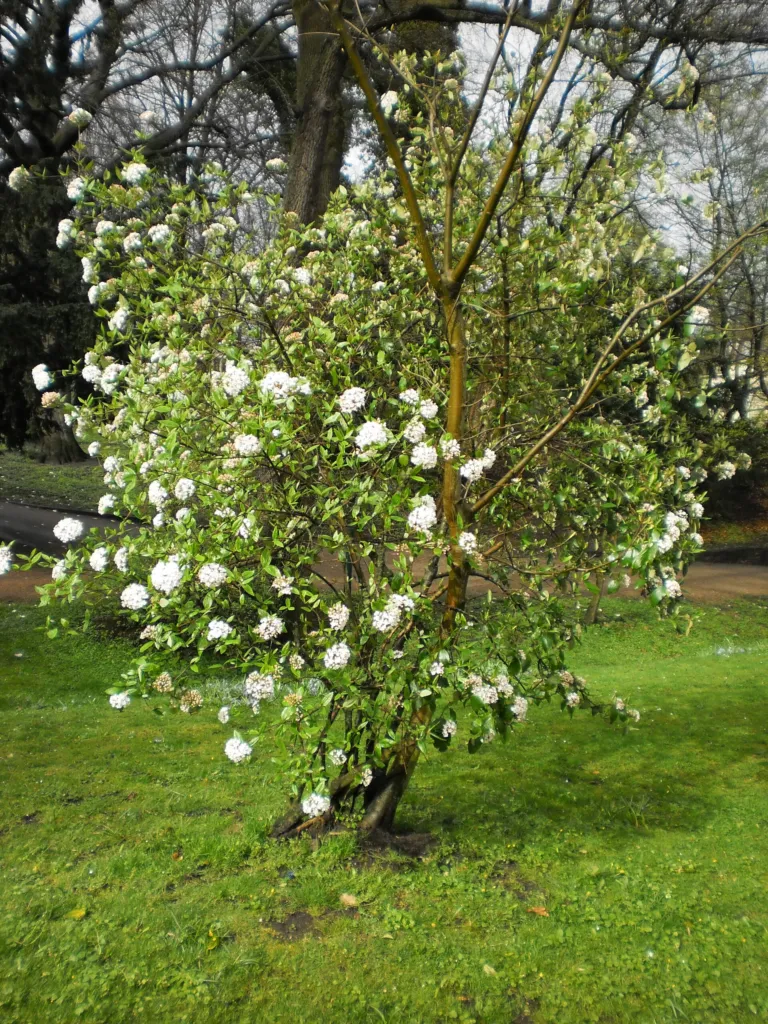 arrowwood (Viburnum carlesii) – characteristic appearance, plant photo