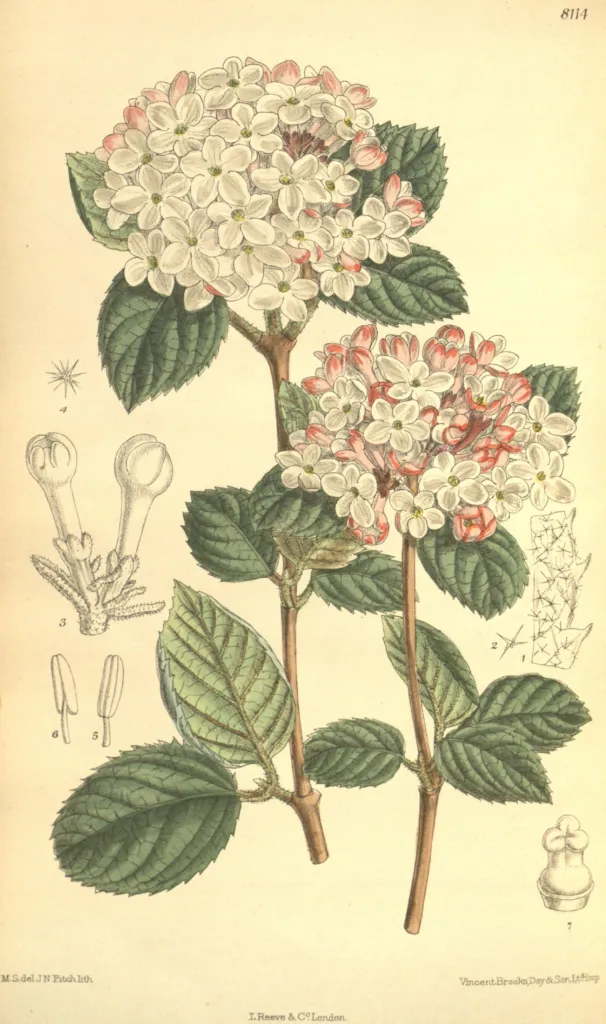arrowwood (Viburnum carlesii) – characteristic appearance, plant photo