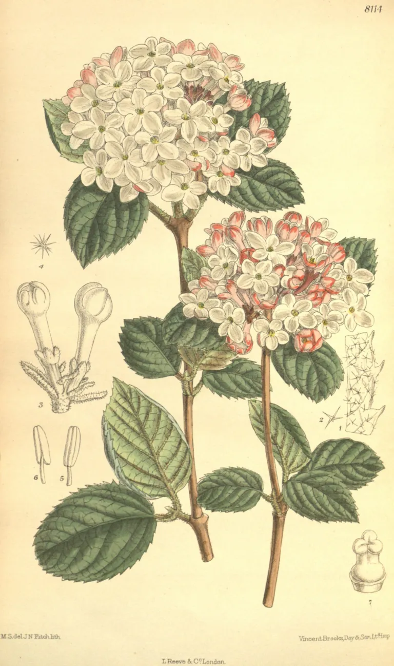 arrowwood (Viburnum carlesii) – characteristic appearance, plant photo