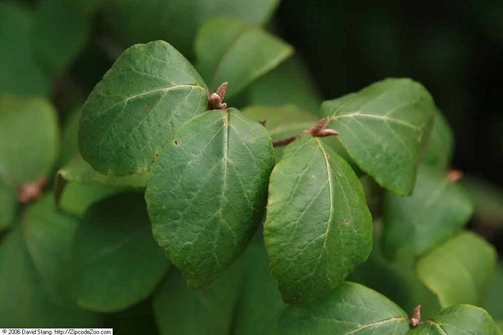 arrowwood (Viburnum carlesii) – characteristic appearance, plant photo