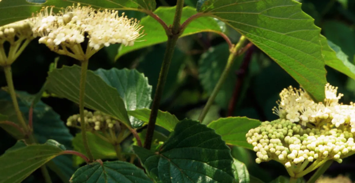 Arrow-wood (Viburnum dentatum) – plant photo