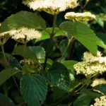 Arrow-wood (Viburnum dentatum) – flowers in close-up, plant photo