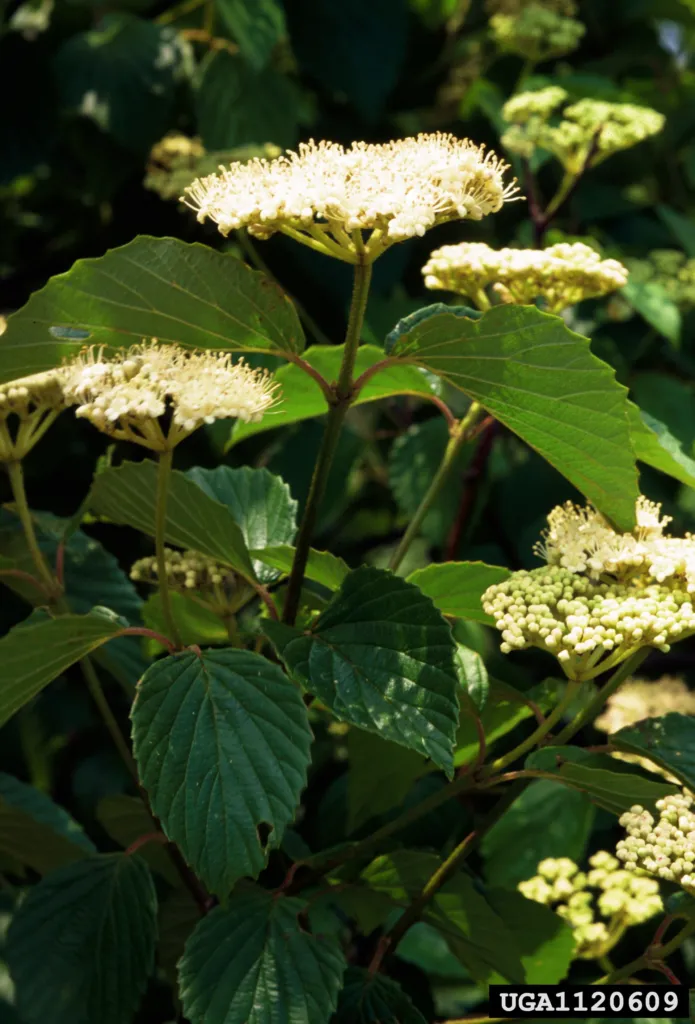 Arrow-wood (Viburnum dentatum) – plant photo
