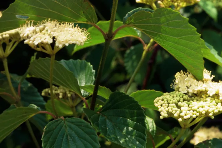 Viburnum dentatum