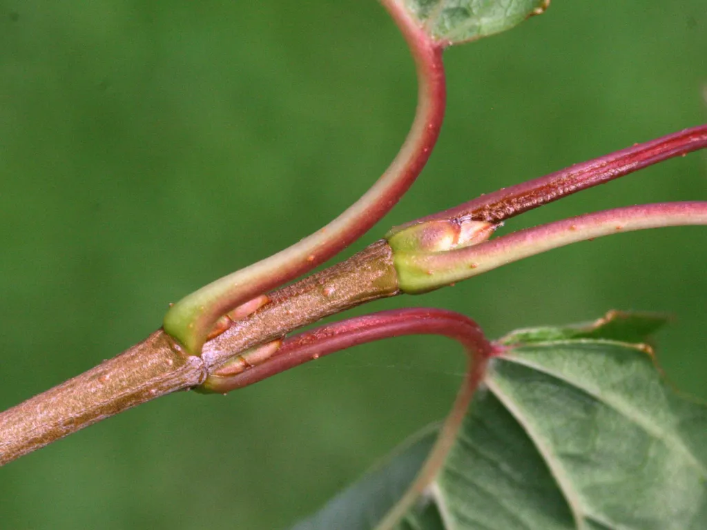 Arrow-wood (Viburnum dentatum) – in a garden setting, plant photo