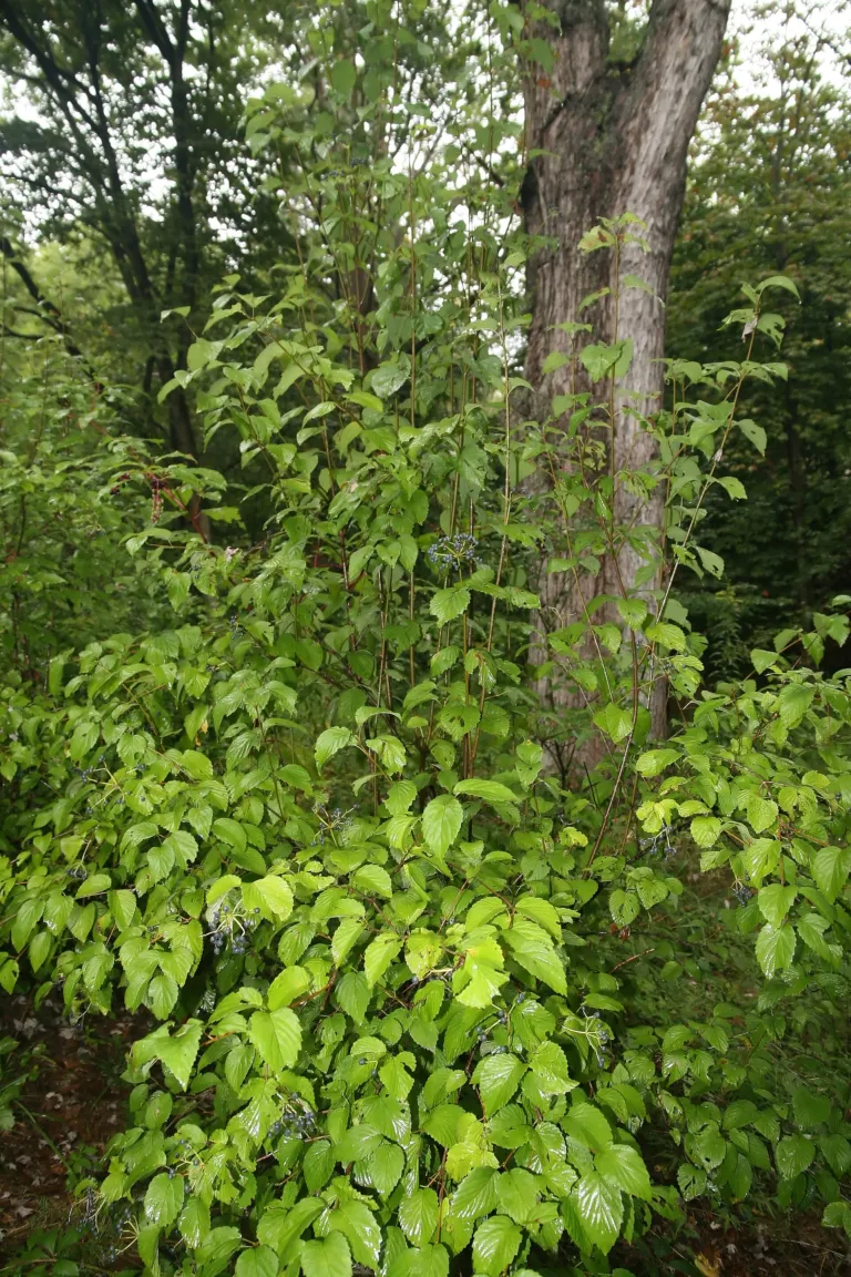 Arrow-wood (Viburnum dentatum) – bark and shoots, plant photo