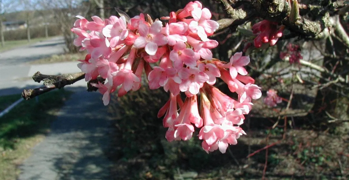 fragrant viburnum (Viburnum farreri) – plant photo