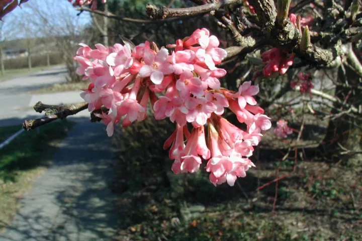 Viburnum farreri