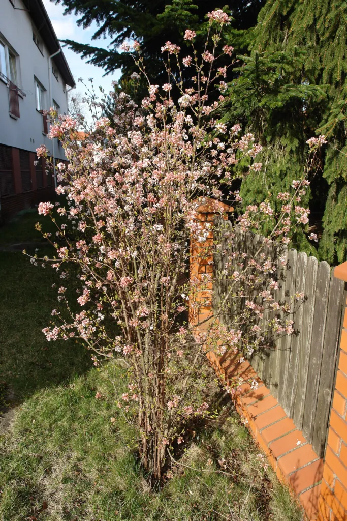 fragrant viburnum (Viburnum farreri) – characteristic appearance, plant photo