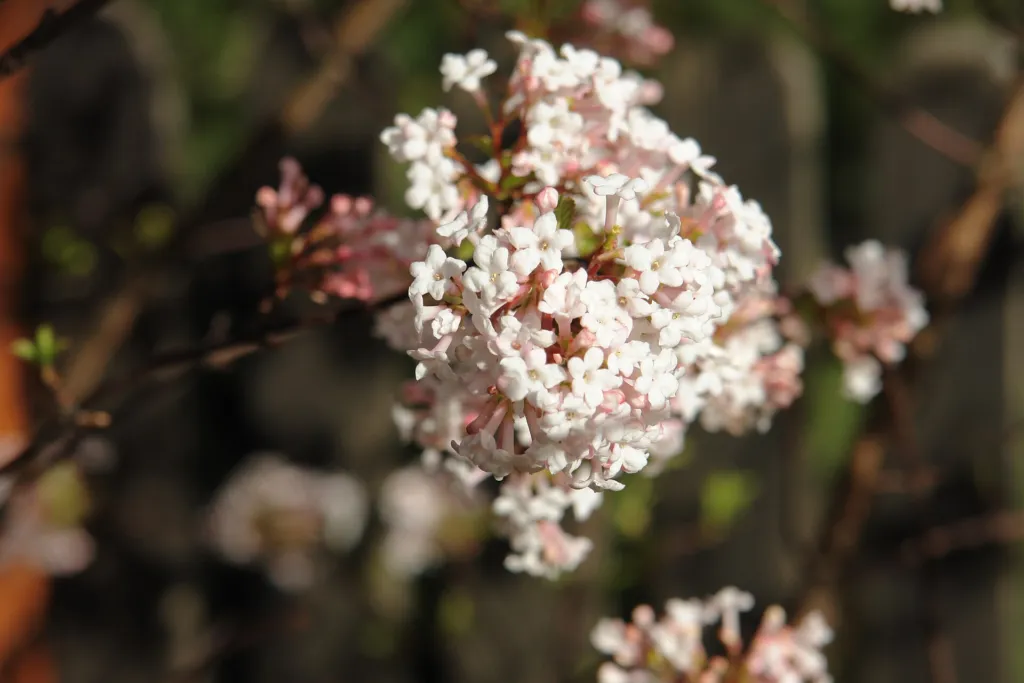 fragrant viburnum (Viburnum farreri) – flowers in close-up, plant photo