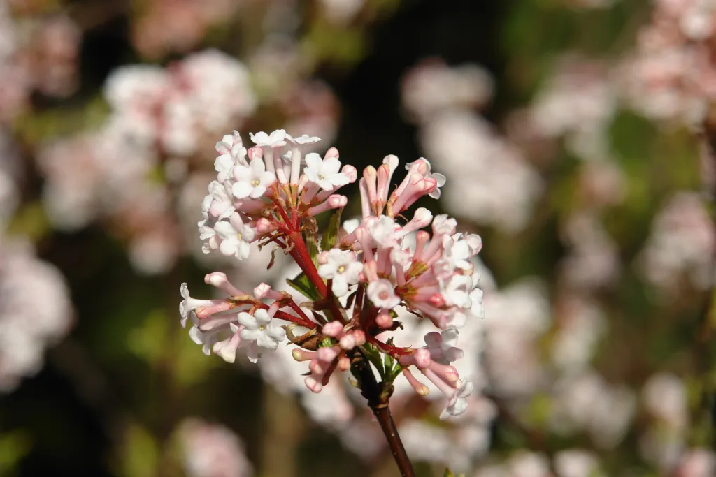 fragrant viburnum (Viburnum farreri) – flowers in close-up, plant photo
