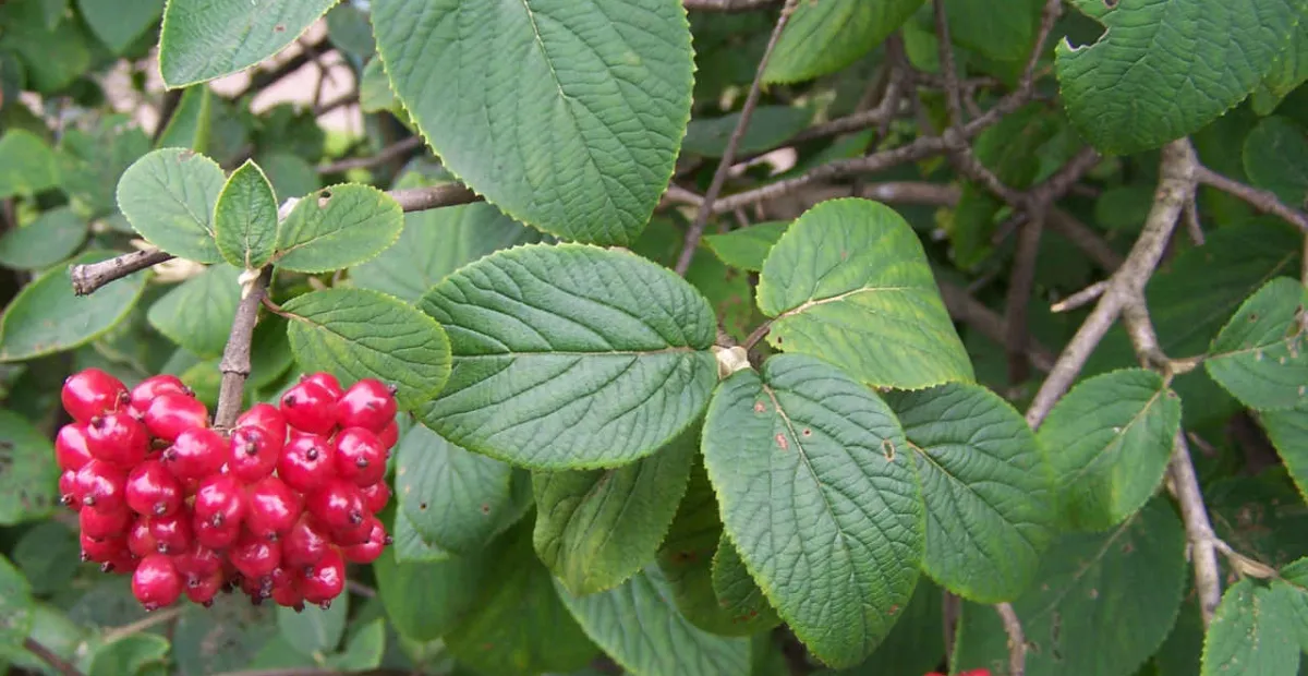 Wayfaring-tree (Viburnum lantana) – plant photo