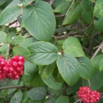 Wayfaring-tree (Viburnum lantana) – characteristic appearance, plant photo