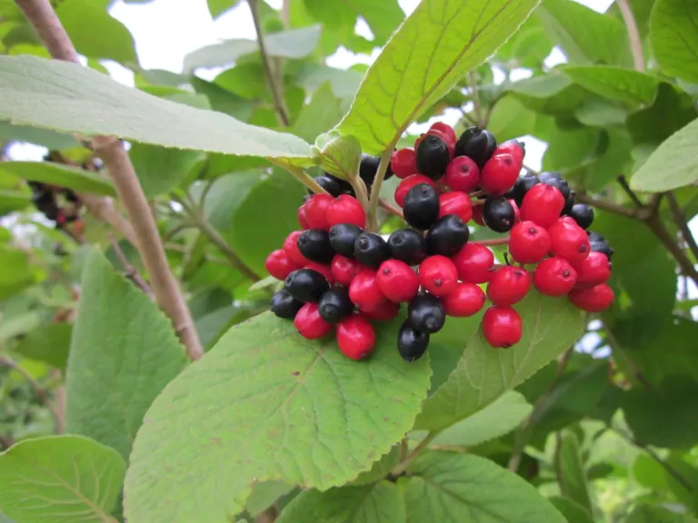 Wayfaring-tree (Viburnum lantana) – characteristic appearance, plant photo