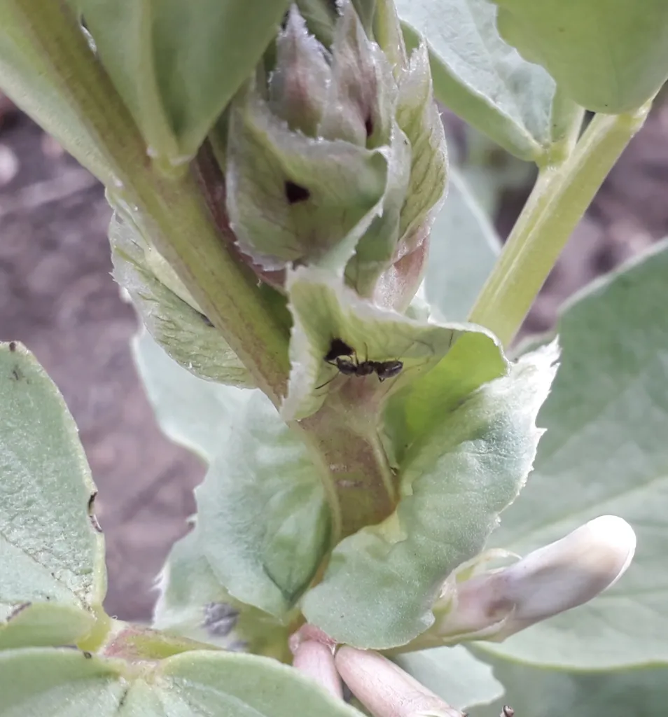 Broad Bean (Vicia faba) – in a garden setting, plant photo