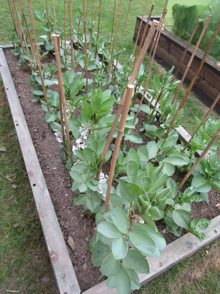 Broad Bean (Vicia faba) – characteristic appearance, plant photo