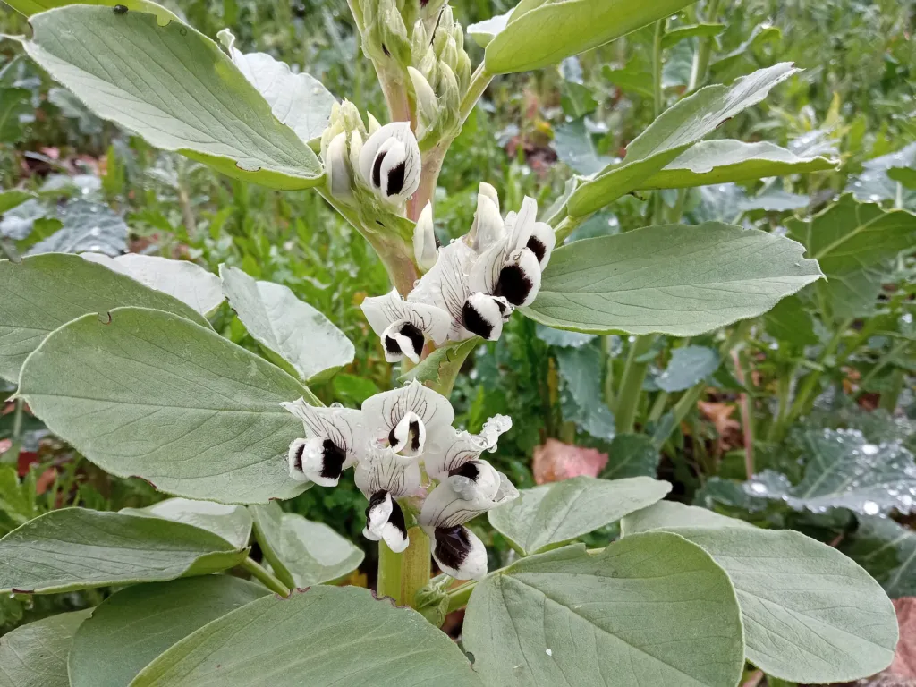 Broad Bean (Vicia faba) – characteristic appearance, plant photo