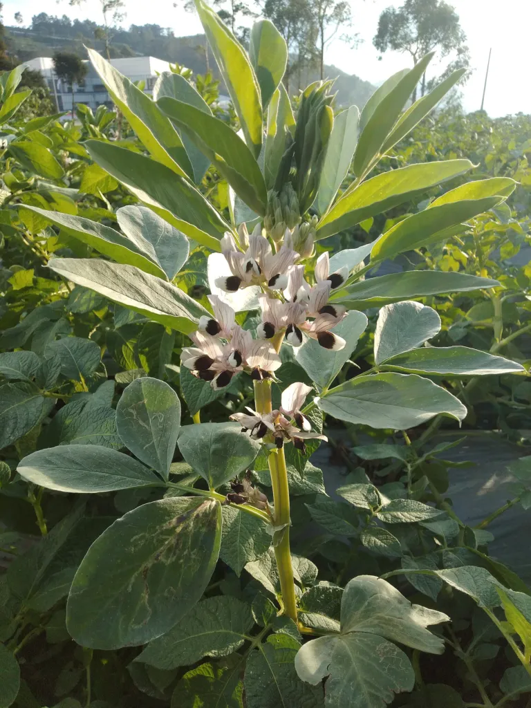 Broad Bean (Vicia faba) – characteristic appearance, plant photo