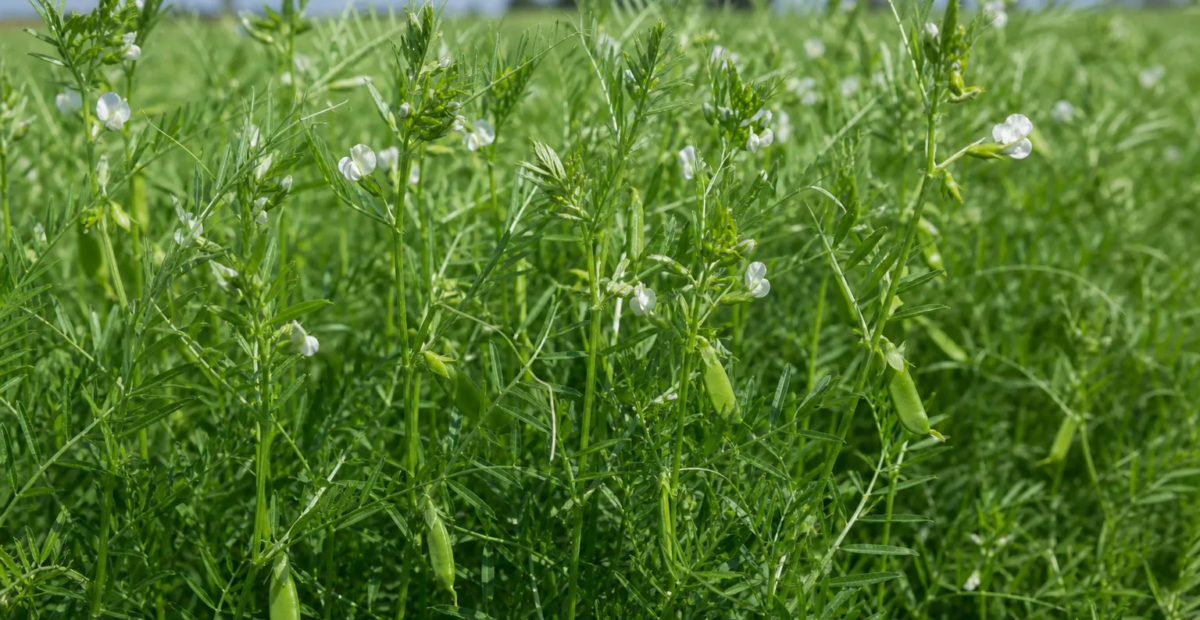 Vicia lens – fotografia rastliny