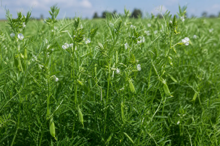 Vicia lens