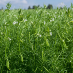 Vicia lens – (Vicia lens) – Pflanzenfoto