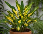 Victoria Gold Bell (Codiaeum variegatum ‘Victoria Gold Bell’)