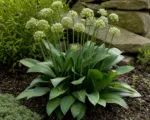 Victory onio (Allium victorialis) care guide