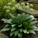 victory onio (Allium victorialis) – plant photo