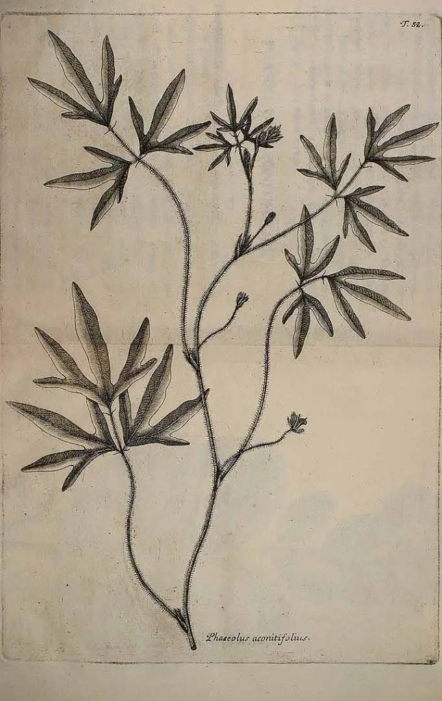 Moth Bean (Vigna aconitifolia) – characteristic appearance, plant photo
