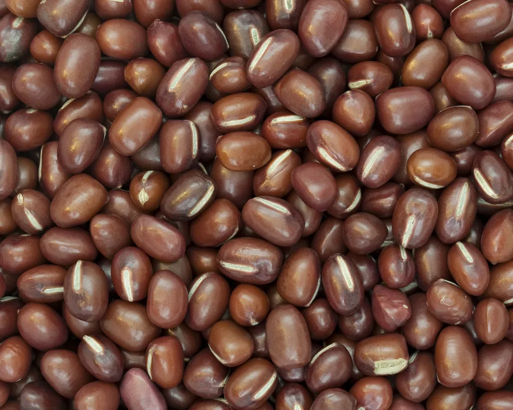 Azuki Bean (Vigna angularis) – characteristic appearance, plant photo