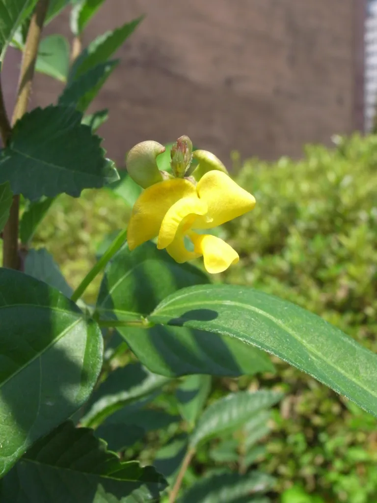 Azuki Bean (Vigna angularis) – characteristic appearance, plant photo