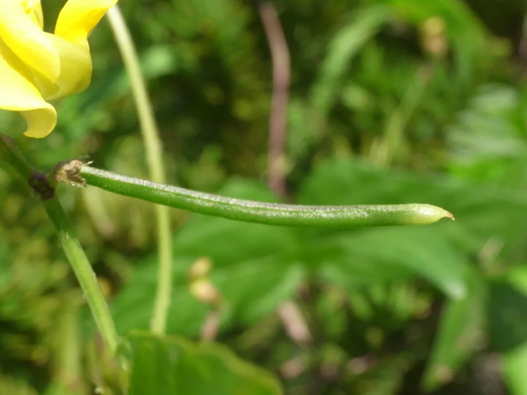 Azuki Bean (Vigna angularis) – characteristic appearance, plant photo