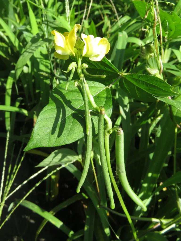 Azuki Bean (Vigna angularis) – characteristic appearance, plant photo