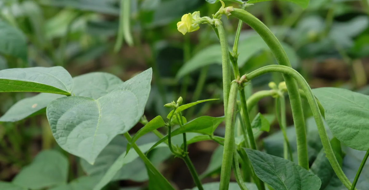 Vigna angularis – fotografia rastliny