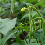 Vigna angularis – pestovanie a starostlivosť (Vigna angularis) – fotografia rastliny