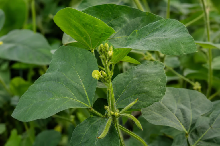 Vigna mungo