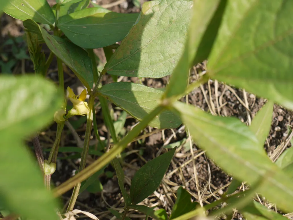Black Gram (Vigna mungo) – in a garden setting, plant photo