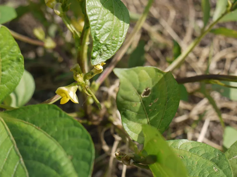 Black Gram (Vigna mungo) – in a garden setting, plant photo