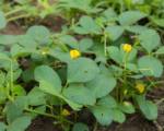 Vigna podzemná (Vigna subterranea) – pestovanie a starostlivosť