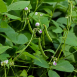 vigna prilbicolistá (Vigna aconitifolia) – fotografia rastliny