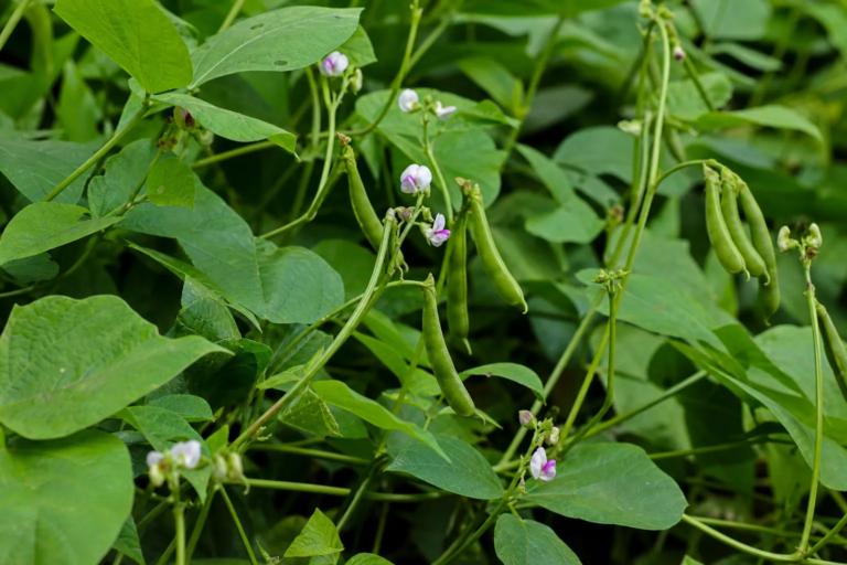 Vigna aconitifolia