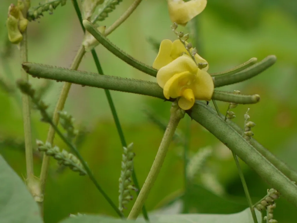 vigna zlatá (Vigna radiata) – typický vzhľad, fotografia rastliny