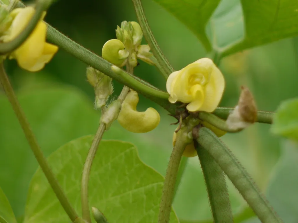 vigna zlatá (Vigna radiata) – typický vzhľad, fotografia rastliny