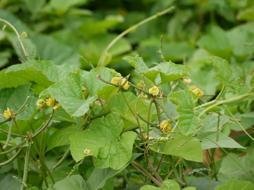 vigna zlatá (Vigna radiata) – typický vzhľad, fotografia rastliny