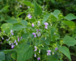 Vigna reflexopilosa – pestovanie a starostlivosť